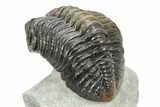 Large, Multi-Toned Pedinopariops Trilobite - Mrakib, Morocco #309218-4